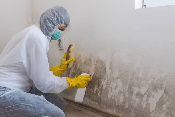 Best Biohazard Mold Removal  in Shannon, GA